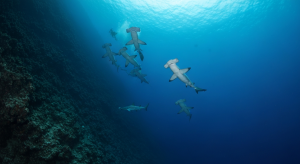 Bandaneira Diving — Banda Neira Diving: A Journey Through Time…